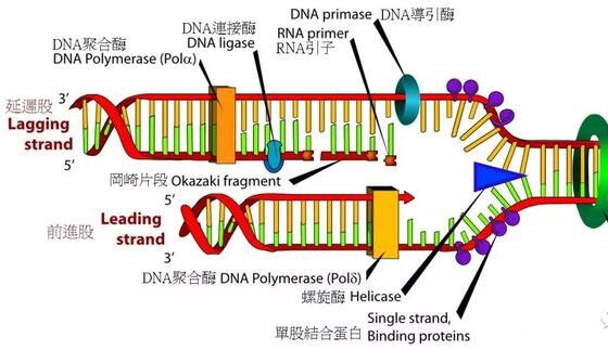 解析PCR实验的原理、分类及品牌市场(图1) 解析PCR实验的原理、分类及品牌市场(图1)